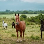 horse riding in Plovdiv